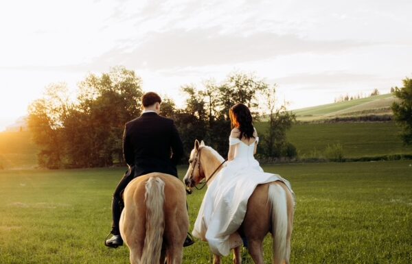 Barn Owl Venue